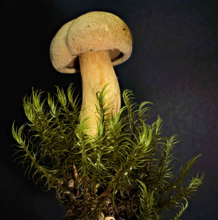 Suillus variegatus – Sand-Röhrling, ein traumhafter Pilz