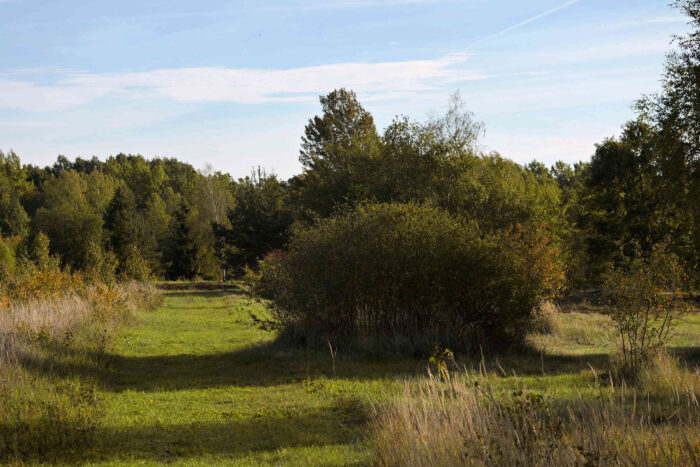 Suillus variegatus – Sand-Röhrling, Fundort ist eine offene Landschaft mit Kiefern