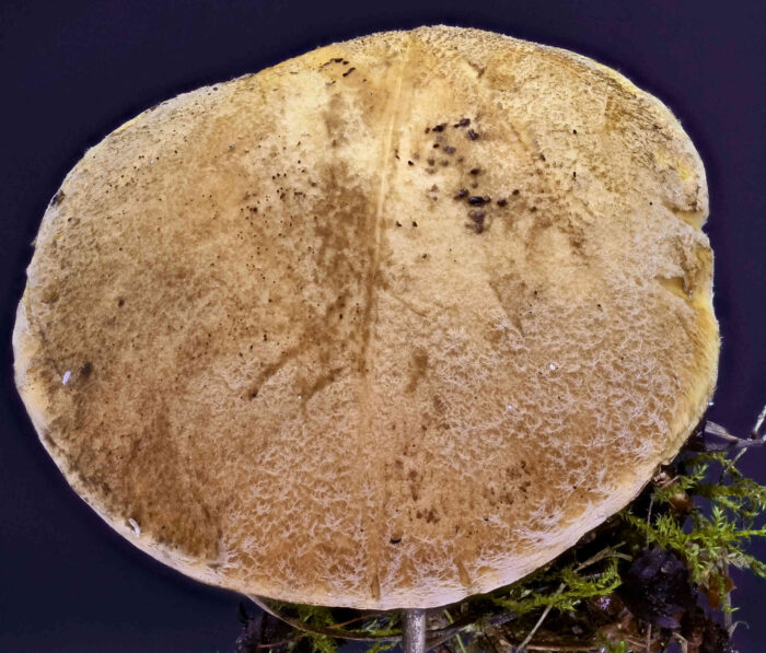 Suillus variegatus – Sand-Röhrling, die Hutoberfläche ist feinfilzig