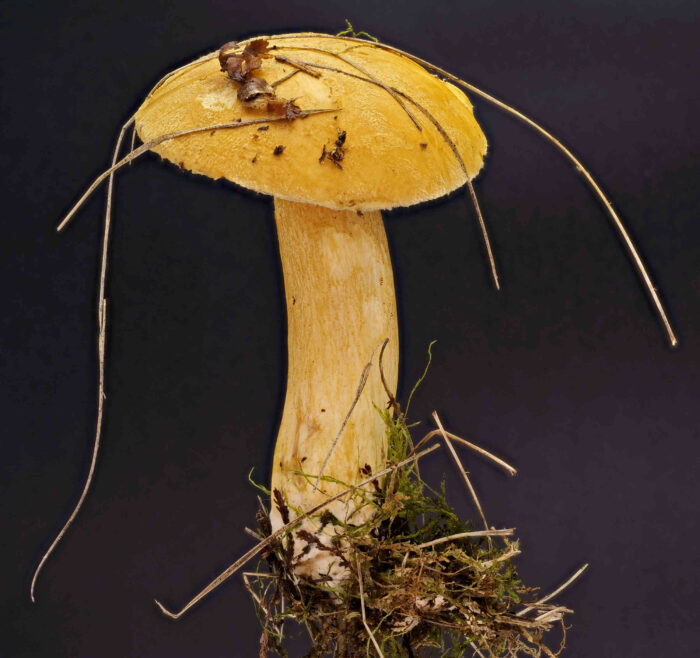 Suillus variegatus – Sand-Röhrling, die Hutoberfläche ist sandbraun