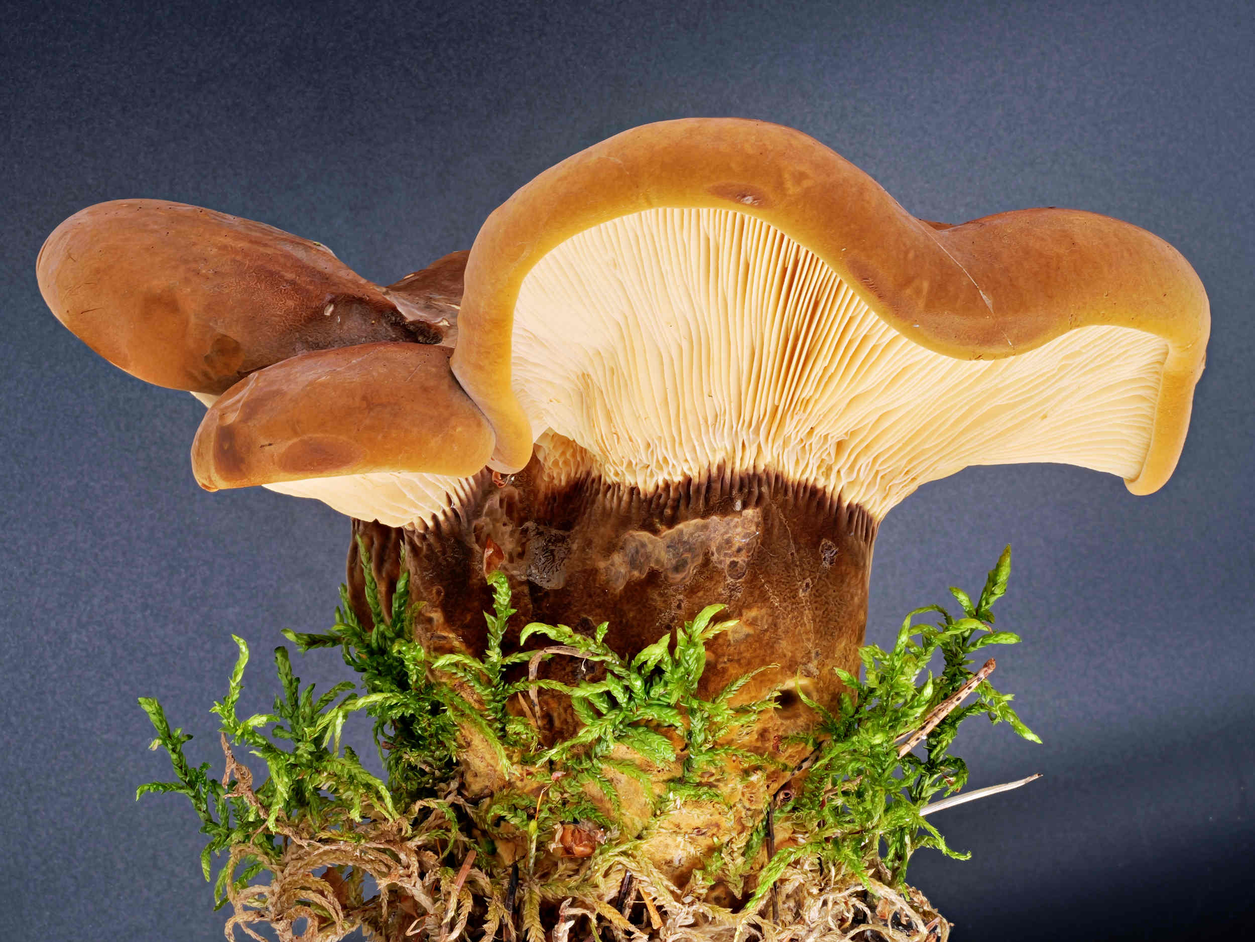 Tapinella atrotomentosa – Samtfuß-Holzkrempling