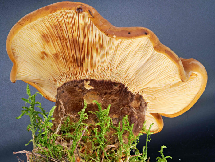 Tapinella atrotomentosa – Samtfuß-Holzkrempling, nach Druck auf die Lamellen, färben sich diese langsam braun