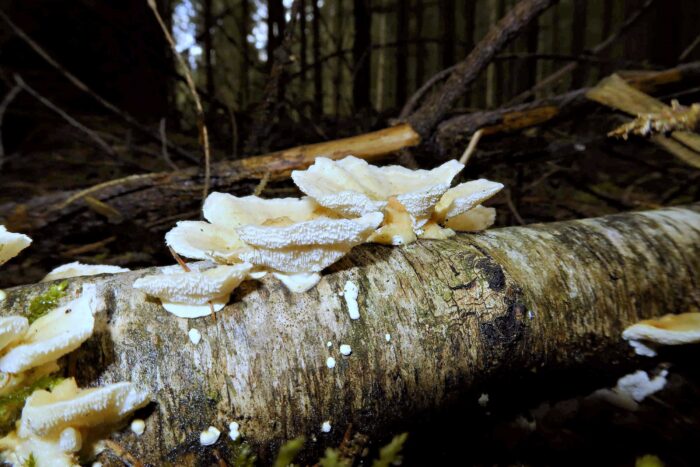 Trametes ochracea – Ockerfarbene Tramete, Blick auf die Poren