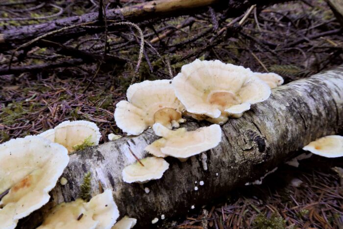 Trametes ochracea – Ockerfarbene Tramete, ist durch die ockerfarbe Färbung von der Schmetterlingstramete zu unterscheiden