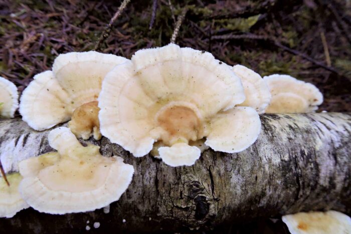 Trametes ochracea – Ockerfarbene Tramete, diese Art findet man auf totem Laubholz