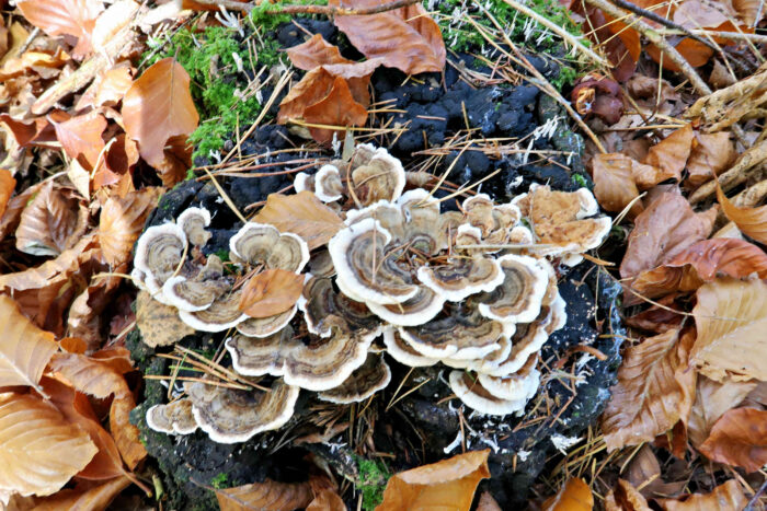 Trametes versicolor – Schmetterlings-Tramete, den Pilzen werden Vitalstoffe nachgesagt