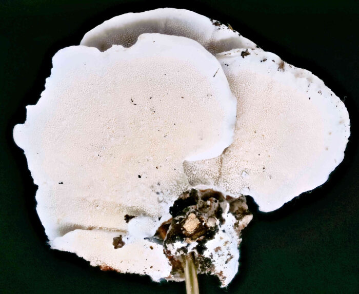 Trametes versicolor – Schmetterlings-Tramete, Unterseite mit den feien, fast weißen Poren