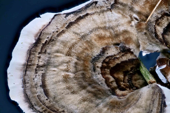 Trametes versicolor – Schmetterlings-Tramete, typisch gezonte und gefärbte, filzige Oberfläche