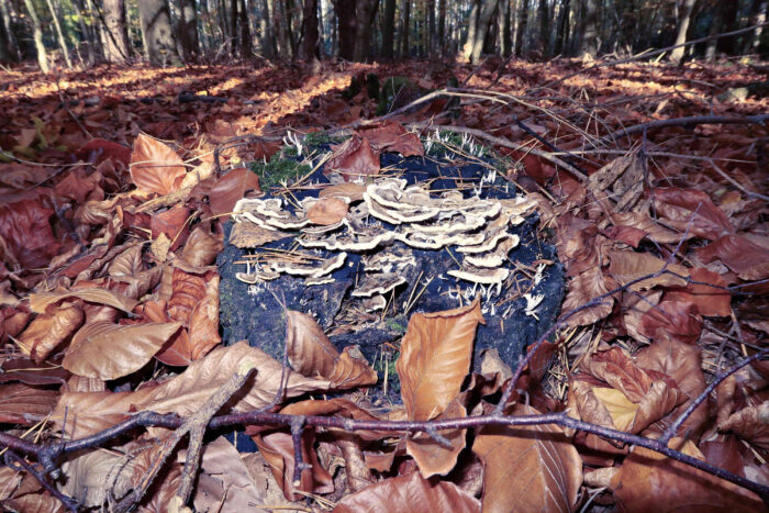 Trametes versicolor – Schmetterlings-Tramete, wächst auf Totholz