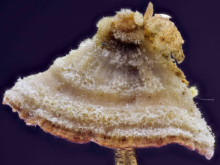 Trichaptum abietinum &ndash; Violetter Lederporling, Makroaufnahme des filzigen Hutes, 14 mm breit