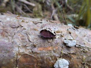 Trichaptum abietinum &ndash; Violetter Lederporling, typisch die violetten Poren
