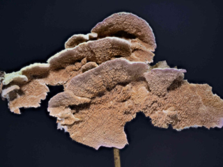 Trichaptum abietinum &ndash; Violetter Lederporling, Makroaufnahme der violettbraunen Poren