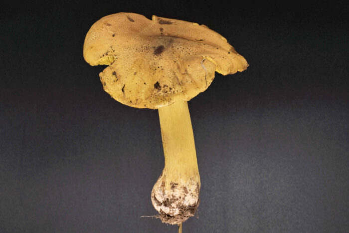 Tricholoma equestre – Grünling, typische Schuppen des Hutes