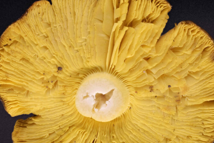 Tricholoma equestre – Grünling, die Lamellen sind ausgebuchtet angewachsen