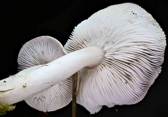 Tricholoma terreum – Mausgrauer Erdritterling, die Lamellen sind ausgebuchtet angewachsen, der typische „Burggraben“ ist sichtbar