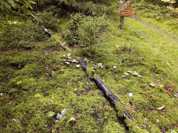 Tricholoma terreum – Mausgrauer Erdritterling, Fundort im Herbstwald