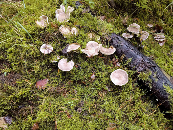 Tricholoma terreum – Mausgrauer Erdritterling, wächst meist in kleineren Gruppen