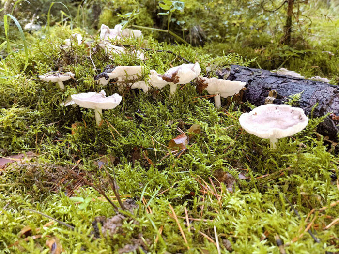 Tricholoma terreum – Mausgrauer Erdritterling, Fundort ist der Rand eines Waldweges in Syrau