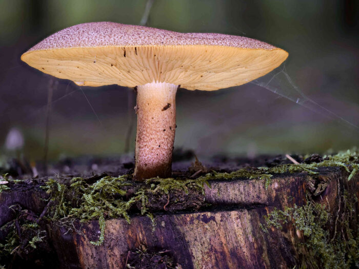 Tricholomopsis rutilans – Purpurfilziger Holzritterling, einer der schönsten Pilze unserer Wälder