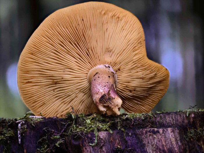 Tricholomopsis rutilans – Purpurfilziger Holzritterling, die Lamellen sind wie bei allen Ritterlingen ausgebuchtet angewachsen; „Burggraben“