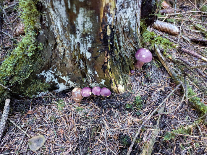 Tricholomopsis rutilans – Purpurfilziger Holzritterling, junge Pilze besitzen noch ein einfarbig violett-roten Hut