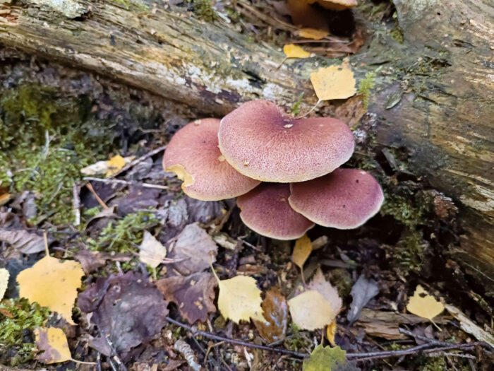 Tricholomopsis rutilans – Purpurfilziger Holzritterling, typische gelb-rote Färbung der Hüte bei älteren Exemplaren