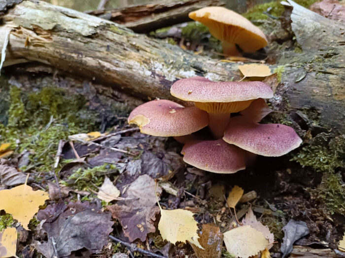 Tricholomopsis rutilans – Purpurfilziger Holzritterling, beim Wachstum reißt die rote Huthaut auf und gibt das gelbe Hutfleisch frei