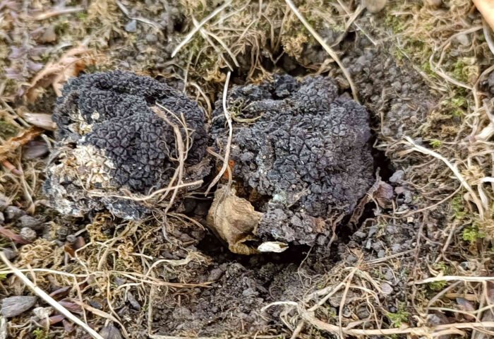 Tuber blotii – Sommertrüffel, Fund in Thüringen; die geschützten Pilze dürfen nicht gesammelt werden