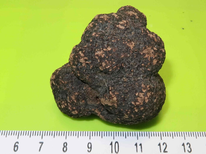 Tuber melanosporum – Perigord-Trüffel, dieses Exemplar wurde im Fachhandel erworben; Preis 50 €