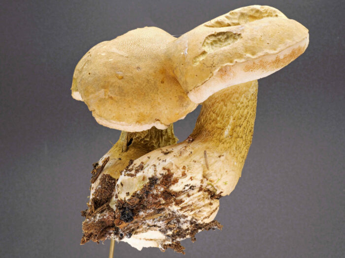 Tylopilus felleus – Gemeiner Gallenröhrling, Stiel- &amp; und Röhrenfarbe unterscheidet ihn vom Steinpilz deutlich