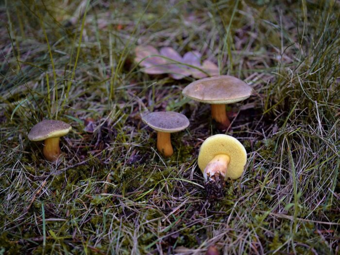 Xerocomellus pruinatus – Bereifter Rotfußröhrling, schöne Gruppe unterschiedlichen Alters