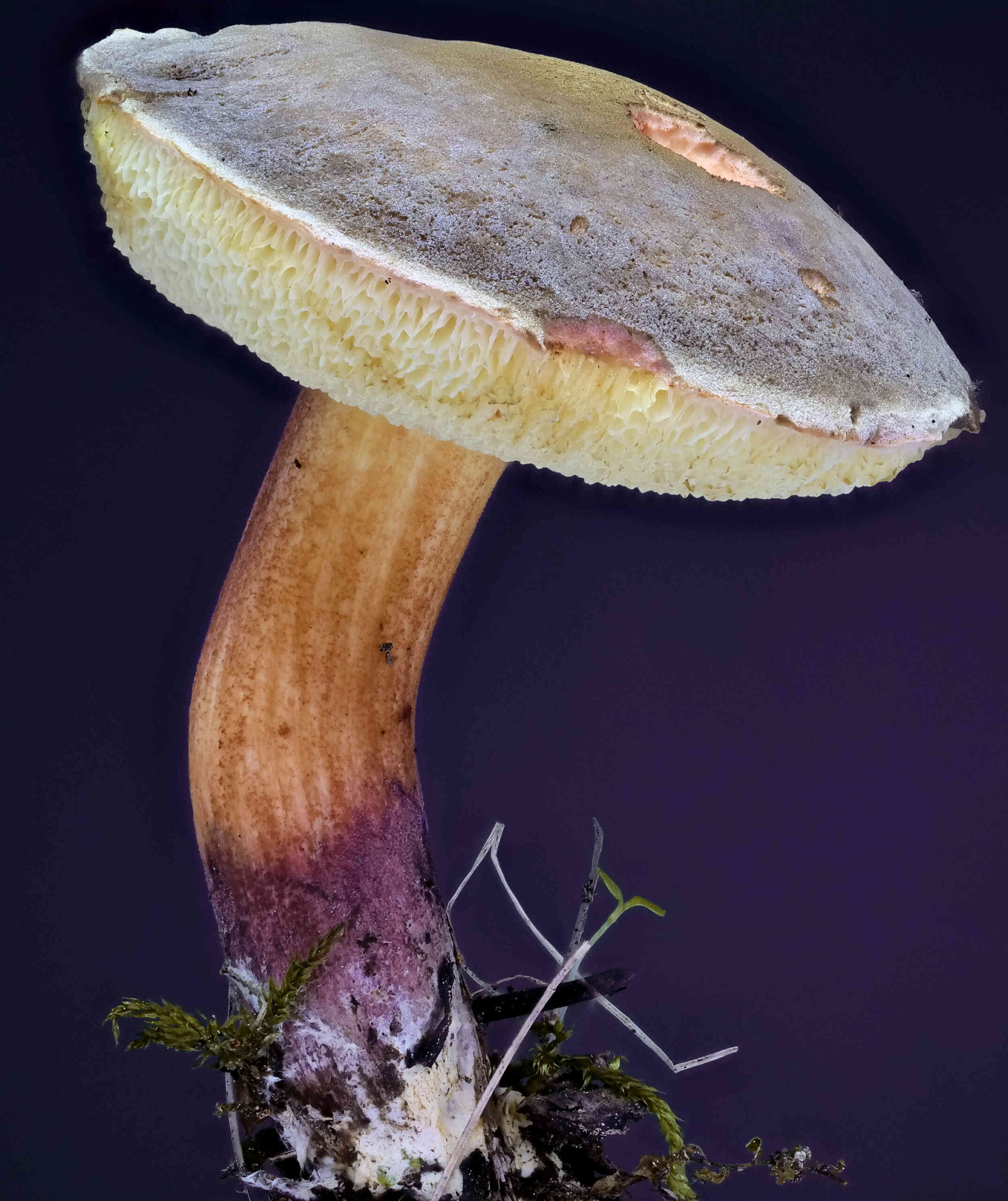 Xerocomellus pruinatus – Bereifter Rotfußröhrling