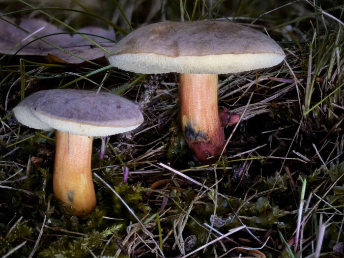 Xerocomellus pruinatus – Bereifter Rotfußröhrling, filziger Hut und der am Fuß rote Stiel sind arttypisch