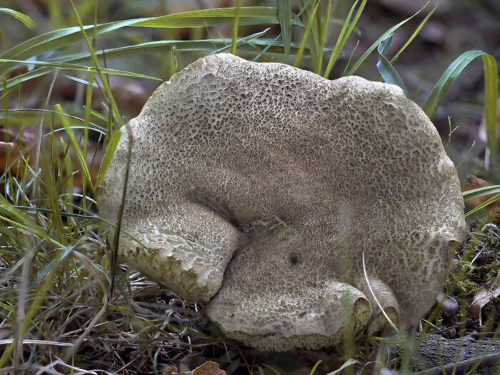 Xerocomus subtomentosus – Ziegenlippe, altes Exemplar mit rissig, filzigem Hut