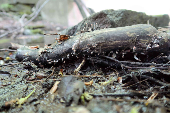 Xylaria longipes – Langstielige Ahorn-Holzkeule, auf Totholz findet man häufig diese Art