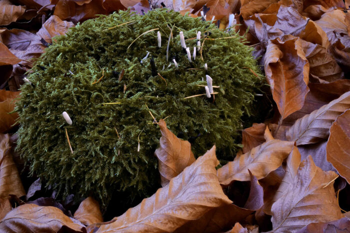 Xylaria longipes – Langstielige Ahorn-Holzkeule, unter dem Moos ist ein Baumstumpf