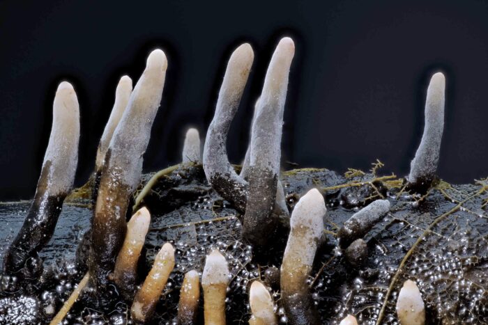 Xylaria longipes – Langstielige Ahorn-Holzkeule, der Saprobiont wächst auf totem Laubholz