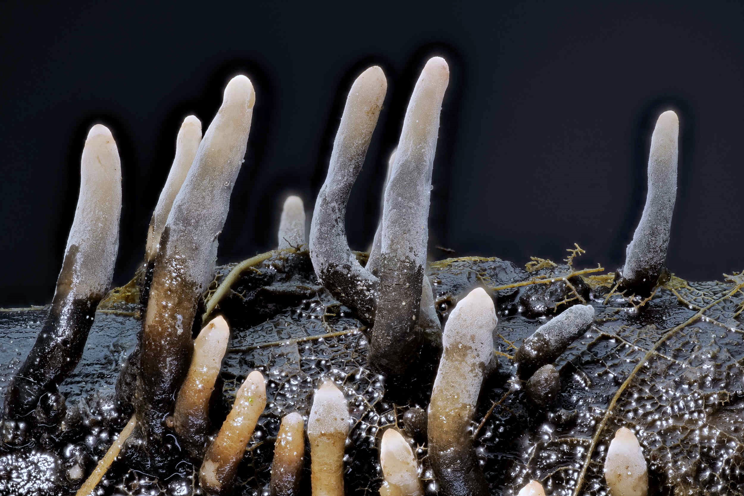 Xylaria longipes – Langstielige Ahorn-Holzkeule