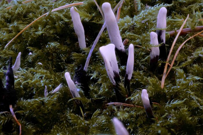 Xylaria longipes – Langstielige Ahorn-Holzkeule, Makroaufnahme der sogannten Konidienform