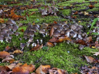 Lyophyllum decastes &ndash; B&uuml;scheliger Rasling, ist f&uuml;r mich einer der besten Speisepilze &uuml;berhaupt