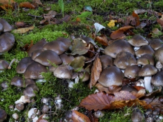 Lyophyllum decastes &ndash; B&uuml;scheliger Rasling, macht seinem Namen alle Ehre