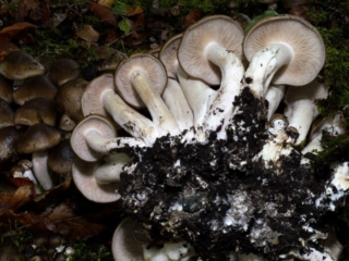 Lyophyllum decastes &ndash; B&uuml;scheliger Rasling, besitzt relativ dicht stehende Lamellen