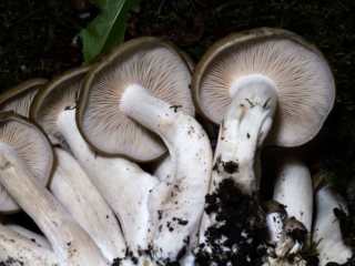 Lyophyllum decastes &ndash; B&uuml;scheliger Rasling, glatte, helle Stiele, eng stehende Lamellen