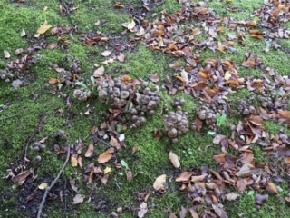 Lyophyllum decastes &ndash; B&uuml;scheliger Rasling, Fundort in einem Park in Chemnitz