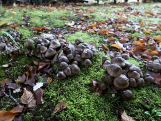 Lyophyllum decastes &ndash; B&uuml;scheliger Rasling, ist manchmal in gro&szlig;en Mengen zu finden