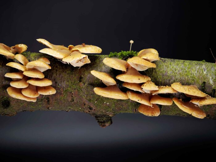 Panellus patellaris – Klebriger Schleierseitling, die Hüte sind ziemlich dünn