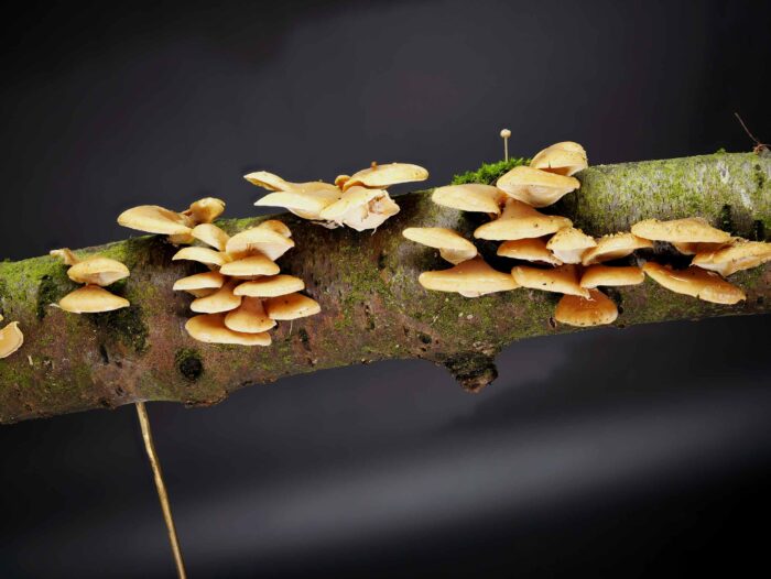 Panellus patellaris – Klebriger Schleierseitling, Seitenasicht