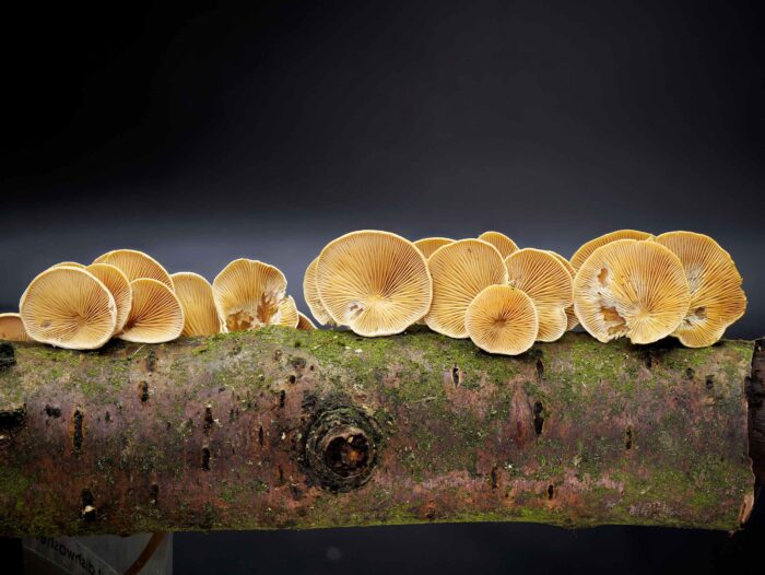 Panellus patellaris – Klebriger Schleierseitling, hier auf Totholz einer Kirsche wachsend