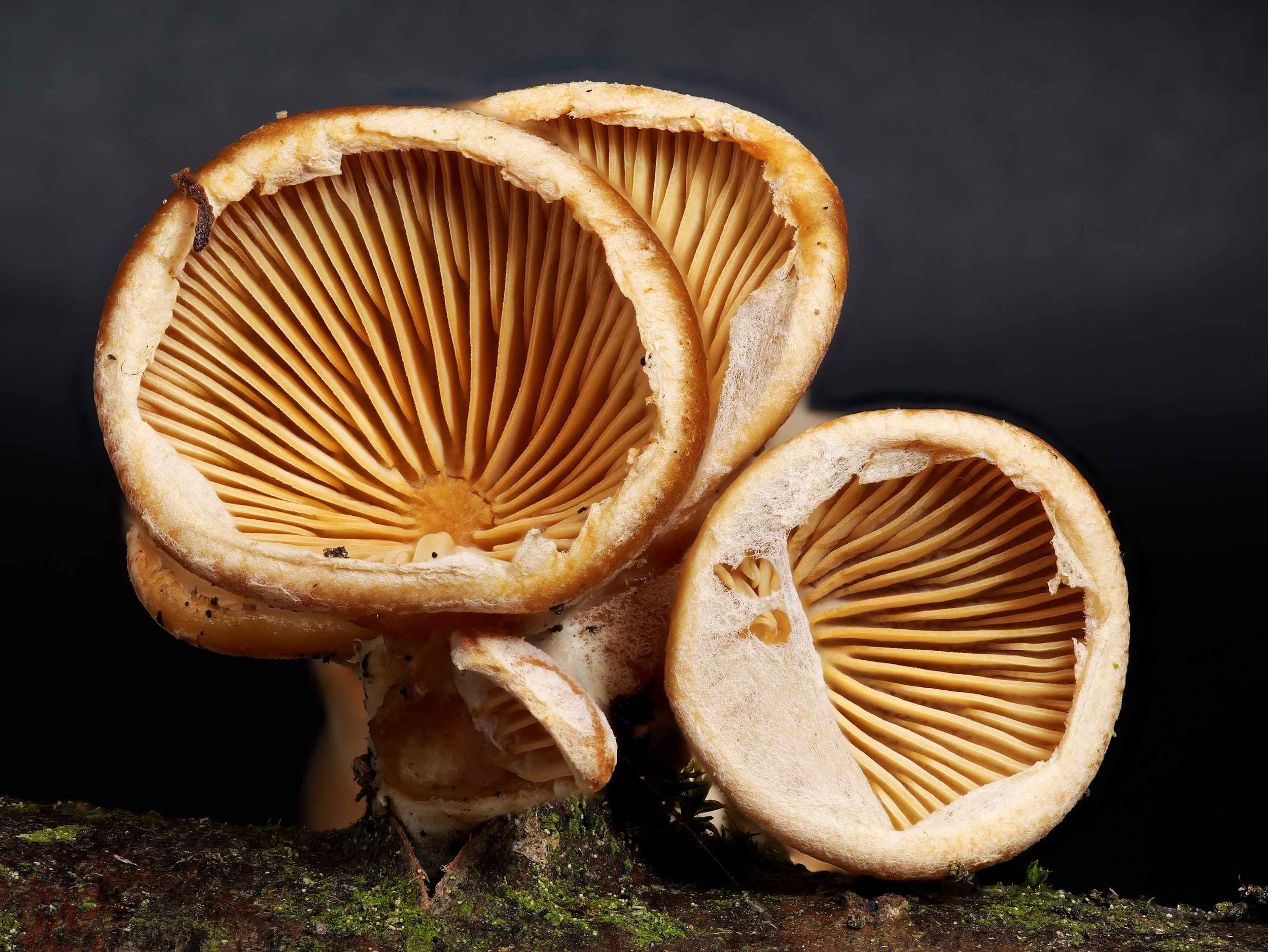 Panellus patellaris – Klebriger Schleierseitling, ein seltener Pilz des Winterhalbjahres