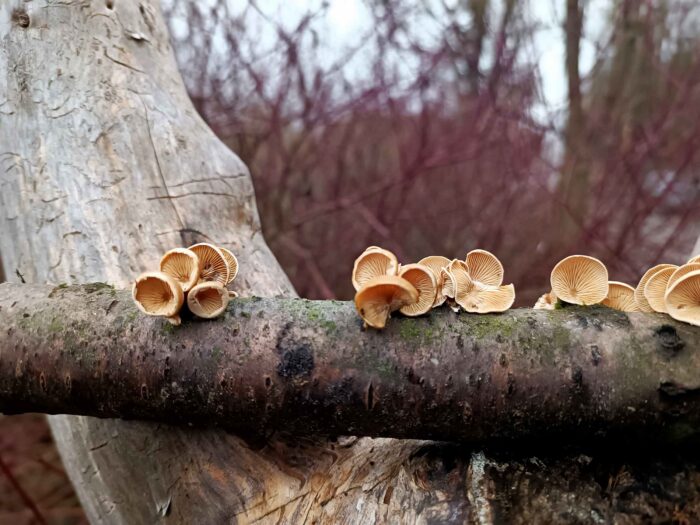 Panellus patellaris – Klebriger Schleierseitling, ist in Winterhalbjahr zu finden
